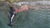 Seekor paus mati ditarik dari pantai dekat Puerto Madryn, Argentina. Para ahli biologi menduga bahwa penyebab kematian paus-paus ini bisa jadi karena zat bio-toksik yang ditemukan dalam ganggang yang dikenal sebagai pasang merah atau akibat dari cedera karena jaring ikan. AP/Maxi Jonas
