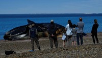 Orang-orang melihat paus yang mati (Eubalaena australis) tergeletak di pantai dekat Puerto Madryn, Provinsi Chubut, Argentina. Institut Konservasi Paus Argentina (ICB) telah melakukan nekropsi, namun penyebab kematiannya belum ditentukan. Luis Robayo/AFP/Getty Images