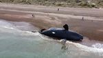 Potret Pilu Belasan Paus Mati Terdampar di Pantai Argentina