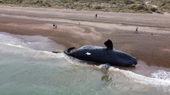 Potret Pilu Belasan Paus Mati Terdampar di Pantai Argentina People walk past a dead whale lying on the shore in a beach near Puerto Madryn, in Chubut, Argentina October 3, 2022. REUTERS/Daniel Feldman NO RESALES. NO ARCHIVES