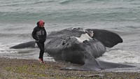 Seorang pria berjalan melewati seekor paus mati yang tergeletak di pantai dekat Puerto Madryn, di Chubut, Argentina. Foto-foto yang diambil pada Senin (3/10) menunjukkan salah satu seekor paus terdampar di Puerto Madryn, di Teluk Nuevo. Daniel Feldman/Reuters