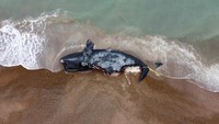 Foto udara seekor paus mati tergeletak di pantai dekat Puerto Madryn, di Chubut, Argentina. Pada 24 September 2022, sejumlah paus kanan selatan (Eubalaena australis) telah ditemukan di pantai-pantai di provinsi selatan Chubut, di wilayah Patagonia. Daniel Feldman/Reuters