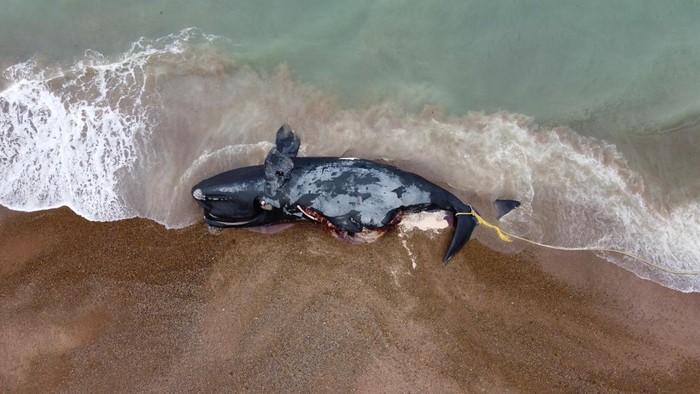 A dead whale lies on the shore in a beach near Puerto Madryn, in Chubut, Argentina October 3, 2022. REUTERS/Daniel Feldman NO RESALES. NO ARCHIVES
