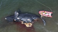 Seorang penyelamat mengikat seekor paus mati untuk ditarik, dekat Puerto Madryn, Argentina. Institut Konservasi Paus Argentina (ICB) menduga bahwa kematian ini disebabkan oleh mikroalga yang banyak dijumpai di perairan besar. AP/Maxi Jonas