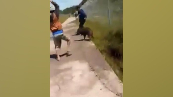 Seekor babi hutan berkeliaran di landasan pacu Bandara Toraja, Sulawesi Selatan (Sulsel). Hal tersebut terjadi tepat saat pesawat lepas landas.
