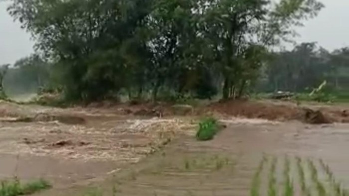 Banjir di Ciamis rendah sawah dan rumah warga.