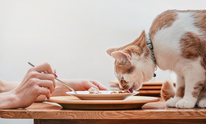Hukum makan makanan yang dicium kucing