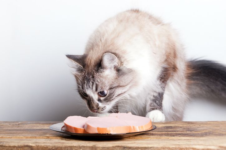 Hukum makan makanan yang dicium kucing