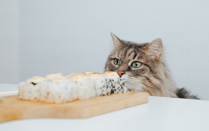 Hukum makan makanan yang dicium kucing