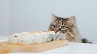 Apakah Halal Makan Makanan yang Sudah Diendus Kucing?