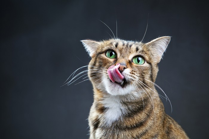 Hukum makan makanan yang dicium kucing