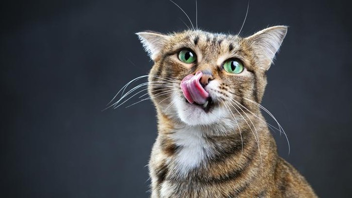 Hukum makan makanan yang dicium kucing