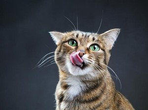 Cerita Rakyat Sulsel Meong Palo Karellae: Perjuangan Hidup Kucing Belang Tiga