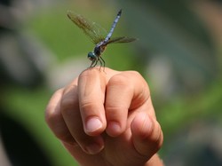 Apakah Gigitan Capung Berbahaya bagi Manusia? Ini Faktanya!