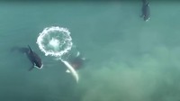 Gokil, Drone Rekam Paus Pembunuh Mangsa Hiu Putih Besar