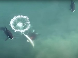 Gokil, Drone Rekam Paus Pembunuh Mangsa Hiu Putih Besar