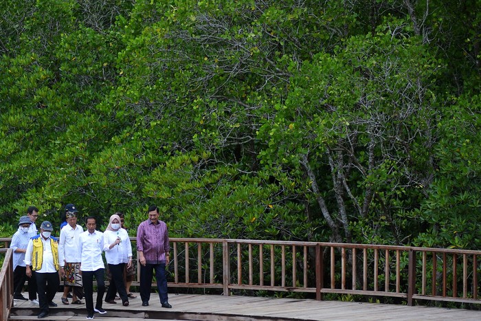 Potret Jokowi Turun Langsung Cek Lokasi KTT G20 Presiden Joko Widodo meninjau kawasan mangrove Taman Hutan Raya (Tahura) Ngurah Rai, Denpasar, Bali, Kamis (6/10/2022). Peninjauan itu dilakukan untuk memastikan kesiapan kawasan mangrove Tahura Ngurah Rai sebagai salah satu lokasi kegiatan Konferensi Tingkat Tinggi (KTT) G20 di Bali pada 15-16 November mendatang. ANTARA FOTO/Fikri Yusuf/foc.