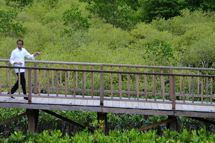 Potret Jokowi Turun Langsung Cek Lokasi KTT G20 Presiden Joko Widodo meninjau kawasan mangrove Taman Hutan Raya (Tahura) Ngurah Rai, Denpasar, Bali, Kamis (6/10/2022). Peninjauan itu dilakukan untuk memastikan kesiapan kawasan mangrove Tahura Ngurah Rai sebagai salah satu lokasi kegiatan Konferensi Tingkat Tinggi (KTT) G20 di Bali pada 15-16 November mendatang. ANTARA FOTO/Fikri Yusuf/foc.