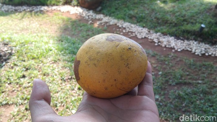 Buah maja yang jadi ikon Kabupaten Majalengka