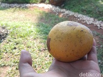Asal-usul Nama Majalengka, Dari Legenda Daun Maja yang Tiba-tiba Hilang