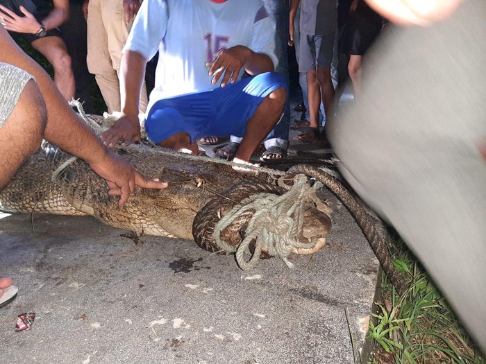 Buaya muara berukuran 3 meter ditangkap warga Desa Air Payang, Kecamatan Pulau Laut, Natuna, Kepri. (dok Damkar Natuna)