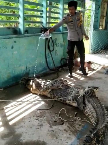 Buaya muara berukuran 3 meter ditangkap warga Desa Air Payang, Kecamatan Pulau Laut, Natuna, Kepri. (dok Damkar Natuna)