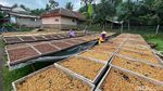 Aroma Kopi Ibun Sampai ke Negeri Sakura, 5 Ton Diekspor Tahun Ini!
