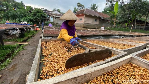 Kopi Wanoja dari Ibun akan diekspor ke Jepang