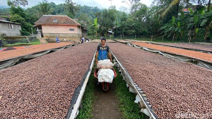 Kopi Wanoja dari Ibun akan diekspor ke Jepang