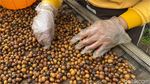 Aroma Kopi Ibun Sampai ke Negeri Sakura, 5 Ton Diekspor Tahun Ini!