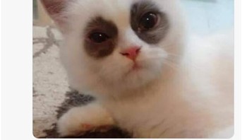 Begadang kali ya...Foto: Twitter