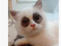 Dadang Jadi Bahan Meme Kocak Netizen