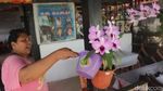 Mengenal Anggrek Langka Khas Kepulauan Tanimbar