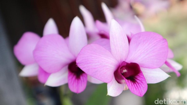 Lelemuku yang bahasa Inggrisnya disebut Cooktown Orchid merupakan anggrek jenis epifit yang mempunyai batang berbentuk gada dengan pangkal berukuran kecil, bagian tengah membesar dan ujungnya mengecil kembali. Daunnya memiliki daging daun yang tebal dengan panjang kira-kira 12 cm dan lebar kira-kira 2 cm.
