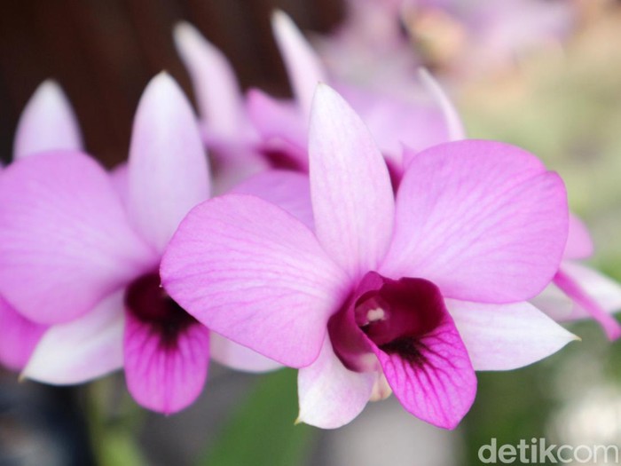 Anggrek Larat (Dendrobium Phalaenopsis) termasuk anggrek langka dari Maluku. Bahkan anggrek Larat termasuk satu dari 12 spesies anggrek langka yang dilindungi di Indonesia.