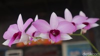 Tekstur daun Lelemuku kaku dengan warna mulai dari hijau muda hingga hijau tua serta mengkilat di bagian permukaan daun. Daun tersusun melekat pada batang, saling melekat dengan daun lain. Semakin sehat daun Lelemuku, maka bunganya yang berwarna merah muda cerah itu juga akan mekar dengan baik dengan semerbak bau harumnya yang khas.