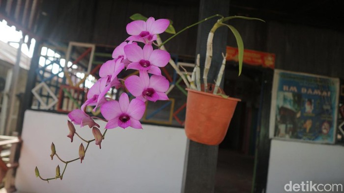 Anggrek Larat (Dendrobium Phalaenopsis) termasuk anggrek langka dari Maluku. Bahkan anggrek Larat termasuk satu dari 12 spesies anggrek langka yang dilindungi di Indonesia.