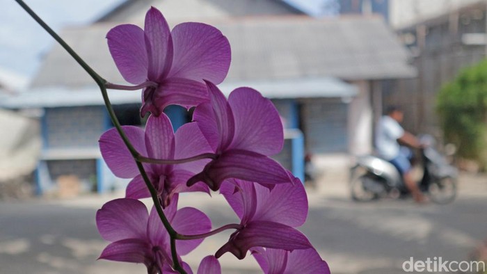 Anggrek Larat (Dendrobium Phalaenopsis) termasuk anggrek langka dari Maluku. Bahkan anggrek Larat termasuk satu dari 12 spesies anggrek langka yang dilindungi di Indonesia.