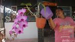 Mengenal Anggrek Langka Khas Kepulauan Tanimbar