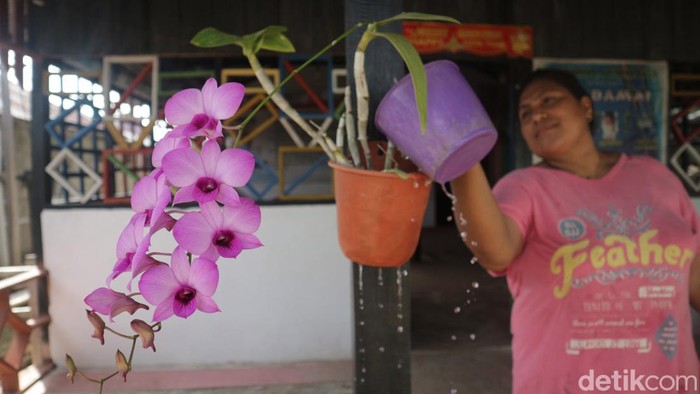Anggrek Larat (Dendrobium Phalaenopsis) termasuk anggrek langka dari Maluku. Bahkan anggrek Larat termasuk satu dari 12 spesies anggrek langka yang dilindungi di Indonesia.