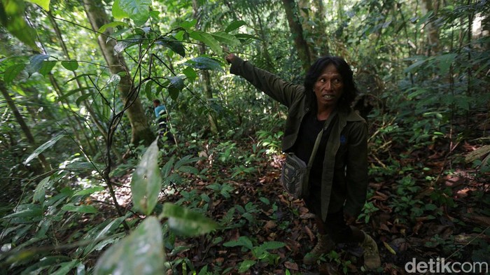 Menjelajah Hutan Tanimbar, Melihat Burung Endemik Kakatua Goffin Kakaktua Goffin adalah spesies kakatua asli dan endmik dari hutan kepulauan Tanimbar. Yuk kita selusuri jekanya di hutan Desa Lolurun, Kecamatan Wertamian, Tanimbar.