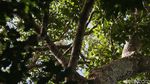 Menjelajah Hutan Tanimbar, Melihat Burung Endemik Kakatua Goffin