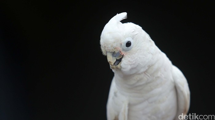 Kakaktua Goffin adalah spesies kakatua asli dan endmik dari hutan kepulauan Tanimbar. Yuk kita selusuri jekanya di hutan Desa Lolurun, Kecamatan Wertamian, Tanimbar.