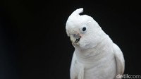 Burung Kakatua Goffin merupakan burung pintar yang berdasarkan pada penelitian dan Tim peneliti Universitas Wina dan Lembaga Ilmu Pengetahuan Indonesia menemukan, jika kakatua Goffin atau kakatua tanimbar mampu membuat dan menggunakan alat untuk membuka makanannya.