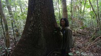 Di dalam hutan ini terdapat pohon Torem yang merupakan pohon asli Kepulauan Tanimbar.