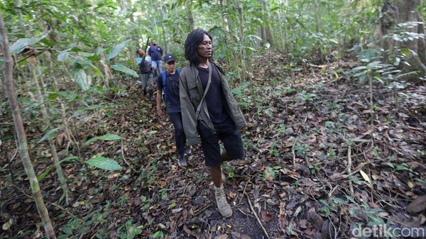 Menjelajah Hutan Tanimbar, Melihat Burung Endemik Kakatua Goffin