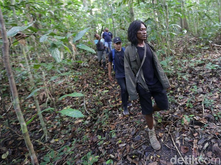 Menjelajah Hutan Tanimbar, Melihat Burung Endemik Kakatua Goffin