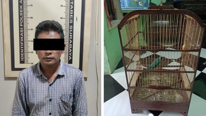Pencuri burung cucak ijo
