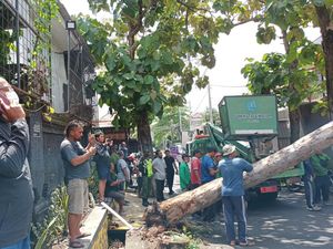 Pohon Tumbang Timpa Rumah Mewah di Denpasar, Pemilik Rugi Rp 20 Juta