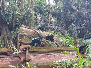 4 Titik Tanah Longsor-Pohon Tumbang Timpa Palinggih Pura di Badung